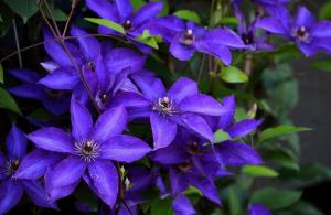 Surpreendentemente belo Clematis. 5 dicas importantes para a floração exuberante