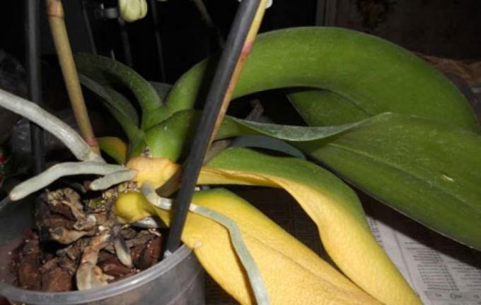 Se você perdeu todas as suas folhas, você não vai sobreviver se Phalaenopsis!