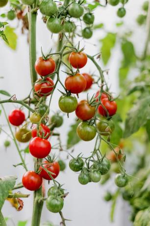 Meu colheita de 2018. O sabor de tomates cereja crescido com suas próprias mãos, muito mais brilhante do que a loja