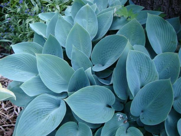 anfitriões variedade com folhas azul-azul-cinza Halcyon (foto: https://garden.org/)