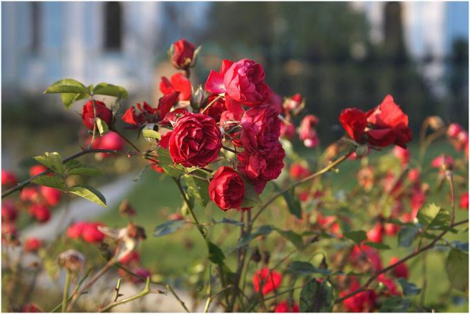 Roses - amor de milhões de produtores em todo o mundo. Mas que o amor era recíproco, deve cuidadosamente cuidar das plantas - "Jardim Rainha" é conhecida por seus caprichos. Foto para as notas são retiradas de acesso público.