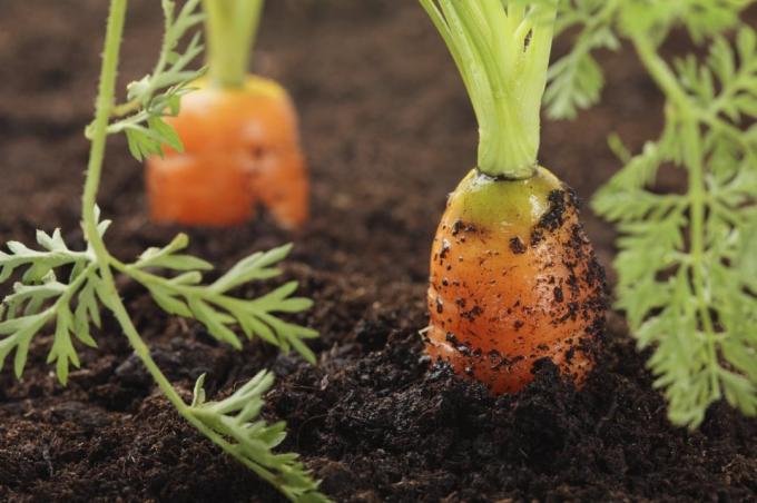 Erradas leva rega cenoura para sua curvatura | Jardinagem e Horticultura