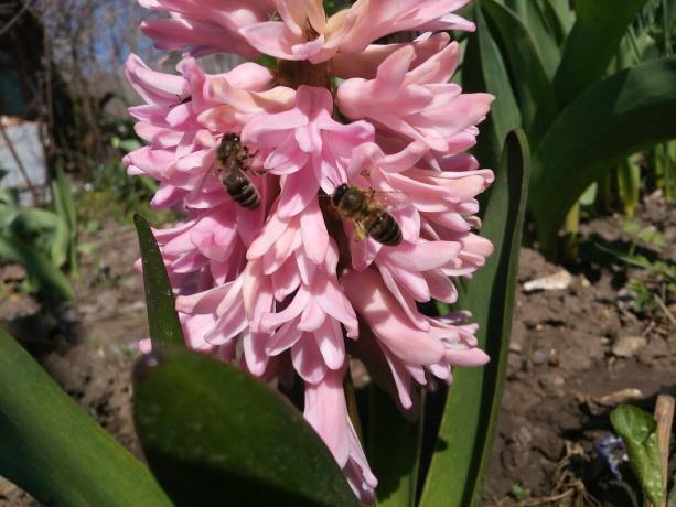 Hyacinth no meu jardim
