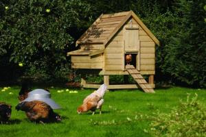 Casas para galinhas: de mini-a automação com suas mãos