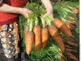 ⚡ Agosto - hora de cenouras de alimentação para uma boa colheita. 3 melhor receita
