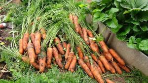 Hora: Quando chega a hora de limpar as cenouras no jardim?