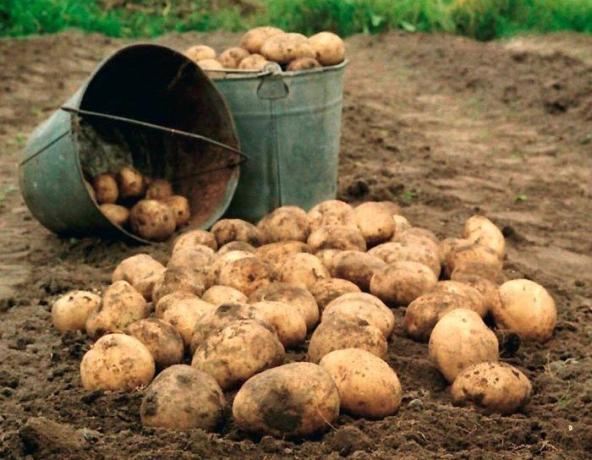 Batatas - o rei do jardim! (Foto da internet)