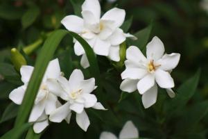 Cuidados gardênia zhasminovidnoy em casa