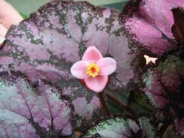 Begonia Rex crescente finura e características dos cuidados