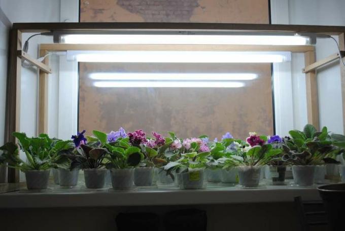 Uma iluminação bem sucedida de violetas no peitoril da janela. Ver: http://forumimage.ru/