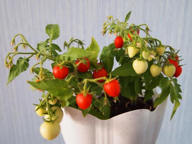 Jovens tomates arbusto cereja "Varanda milagrosas", que cresceu na minha janela.