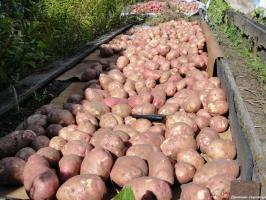 Como todos os anos para coletar 800 kg. batatas com centenas