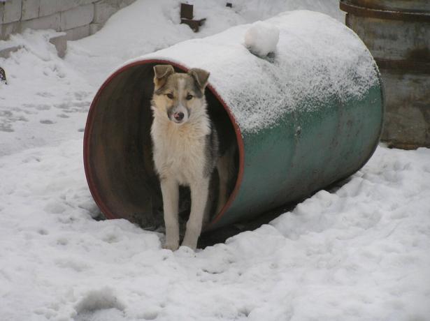 Dog protege vizinhos barril, recipiente, como um posto de observação. Foto: "Segredos do jardim e jardim"