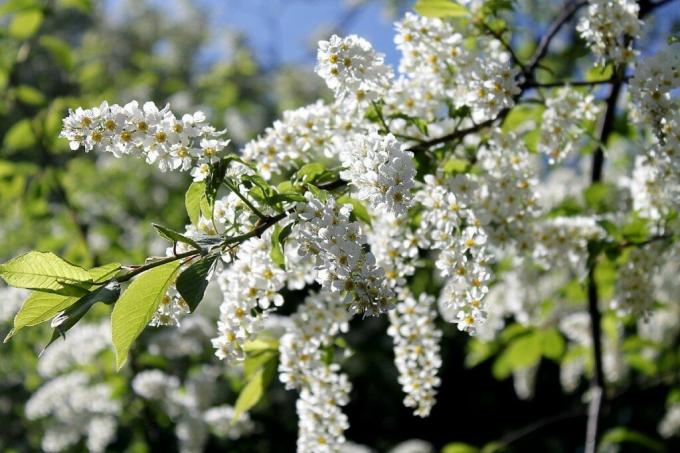 Temos em flores deste ano profusamente todo branco: maçã, cereja, cereja selvagem. Foto: ok.ru