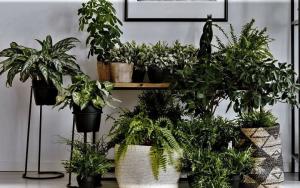 Natural "aromaterapia" para a sua casa. 6 plantas aromáticas e flores
