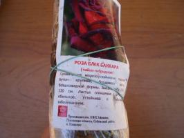 Características plantio de rosas de chá híbridas na primavera