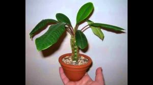 Cultivo interno Euphorbia corretamente. sutilezas de cuidados