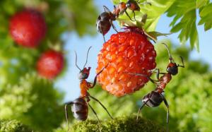 Formigas na terra: como se livrar dos "vizinhos" indesejados