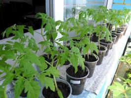 Quando e como plantar corretamente tomate mudas