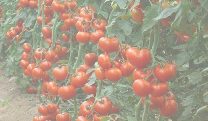 cultura de tomate rico. Foto a partir da Internet