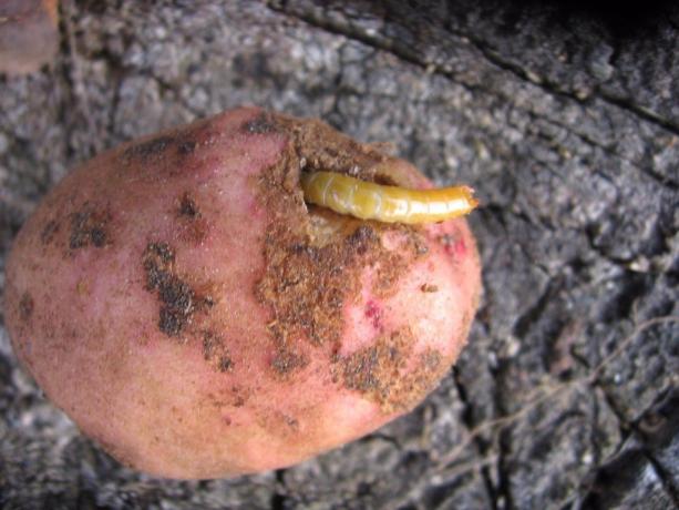 Batatas - um wireworm raiz favorito