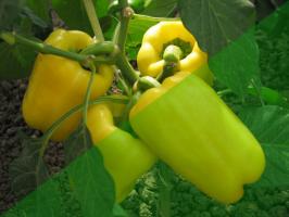10 segredos do cultivo de pimenta no jardim