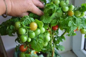 Por que é melhor para crescer tomates e pepinos no peitoril da janela