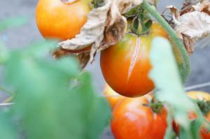 Berço produtor por tomates estourar e o que fazer