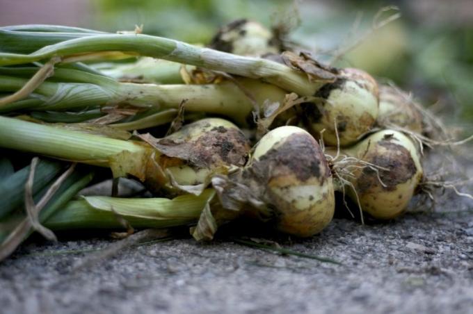 Uma boa colheita de cebola - um sinal de cuidado adequado dos mesmos