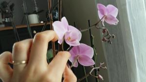 Como Phalaenopsis polinização em casa. aconselhamento profissional