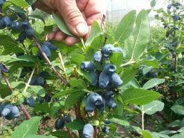 Onde é o melhor na área plantada madressilva?