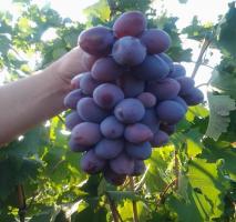 A alimentação de uvas sem o uso de produtos químicos para o crescimento de grandes bagas.