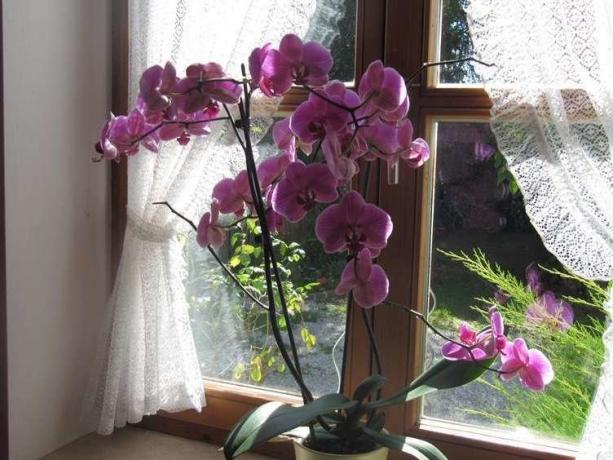 floração abundante Phalaenopsis ( http://picdom.ru/i/1280x800/3/8/0b98d41a7.jpg)