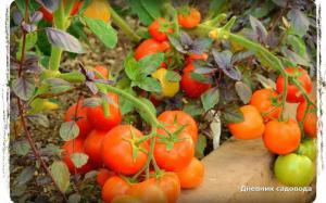 5 maioria das variedades produtivas de tomate