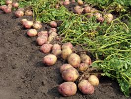 Na luta para a batata grande e saboroso: o cuidado ea alimentação deste último em agosto