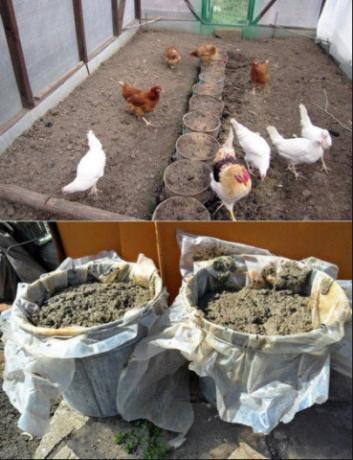 A correta aplicação de esterco de galinha no jardim vai aumentar a colheita