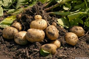 Escolhendo-se a partir dos arbusto 7 kg. batatas. método de alto rendimento.
