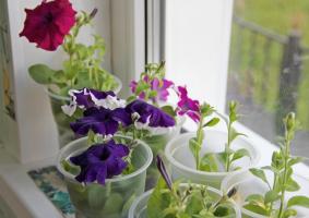 O acorde de maio: quando petúnias planta mudas e como adequadamente cuidados