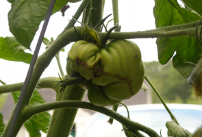 Por crescer ugli de tomates