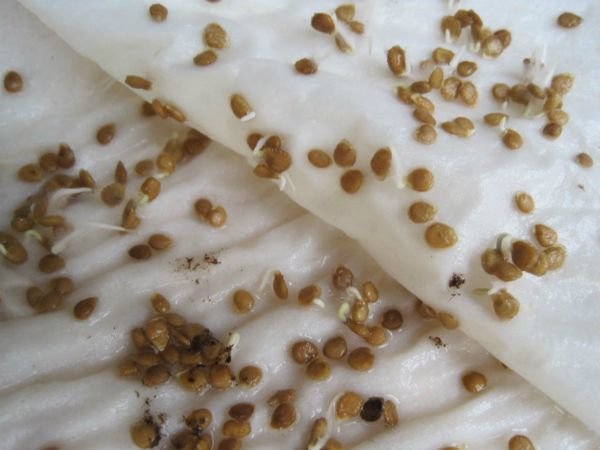 Então sementes de cenoura olhar após o tratamento. Fotos de tsvetydoma.ru