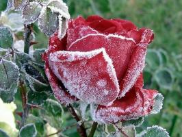 Prepare rosas para o inverno: como temperamento que eo que esconder, como aparar. Como a cor influencia a geada