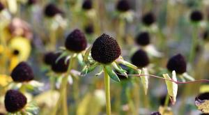 Podzimny semeando as sementes de Echinacea