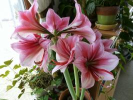 Vasos de plantas, bela floração e inverno (foto + descrição) 🌺 Lá fora, a neve, e a casa