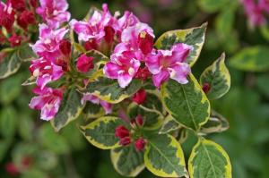O que é arbustos notáveis ​​Weigel? Como criar um espetáculo de rosa no país - 2 para 1 temporada de floração