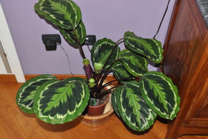 Calathea Sombra