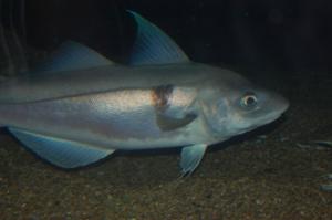 Quão útil peixes haddock