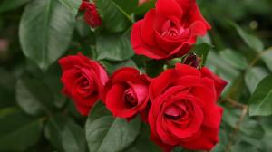 Adubação e rega de rosas para uma longa floração