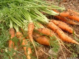 Como ela é alcançada germinação de cenouras para 4-6 dias