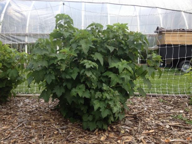 Crescer um arbusto de luxo groselha é impossível sem corte ( http://cpykami.ru/wp-content/uploads/2018/08/1534439043-1830-Blackcurrant-3.jpg)