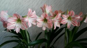 Hippeastrum e Amaryllis: Que diferenças impressionante plantas